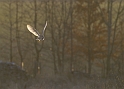 Barn owl